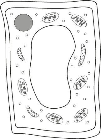 Plant cells: common structures and specialised cells | Oak National Academy
