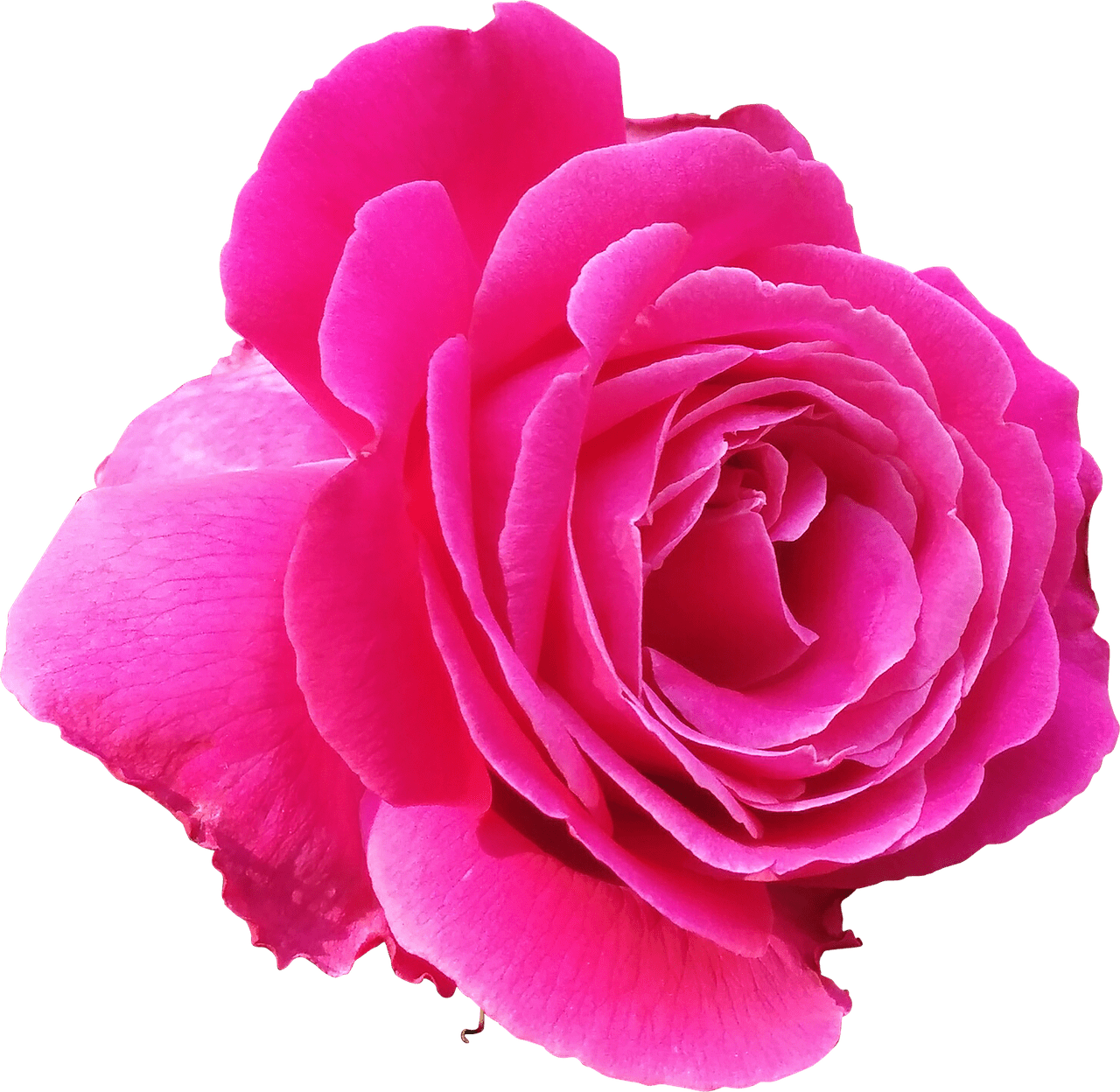An image in a quiz