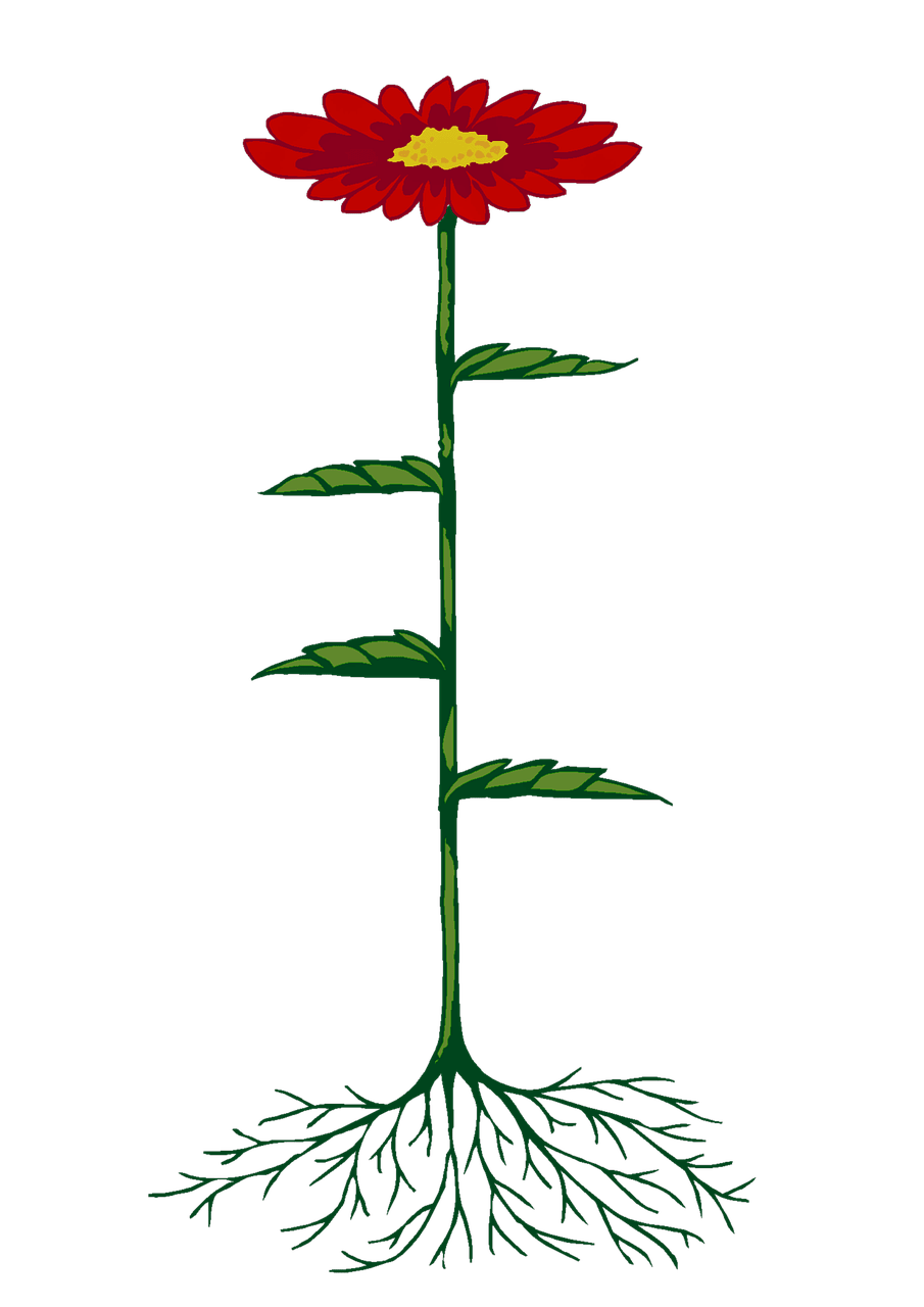 An image in a quiz