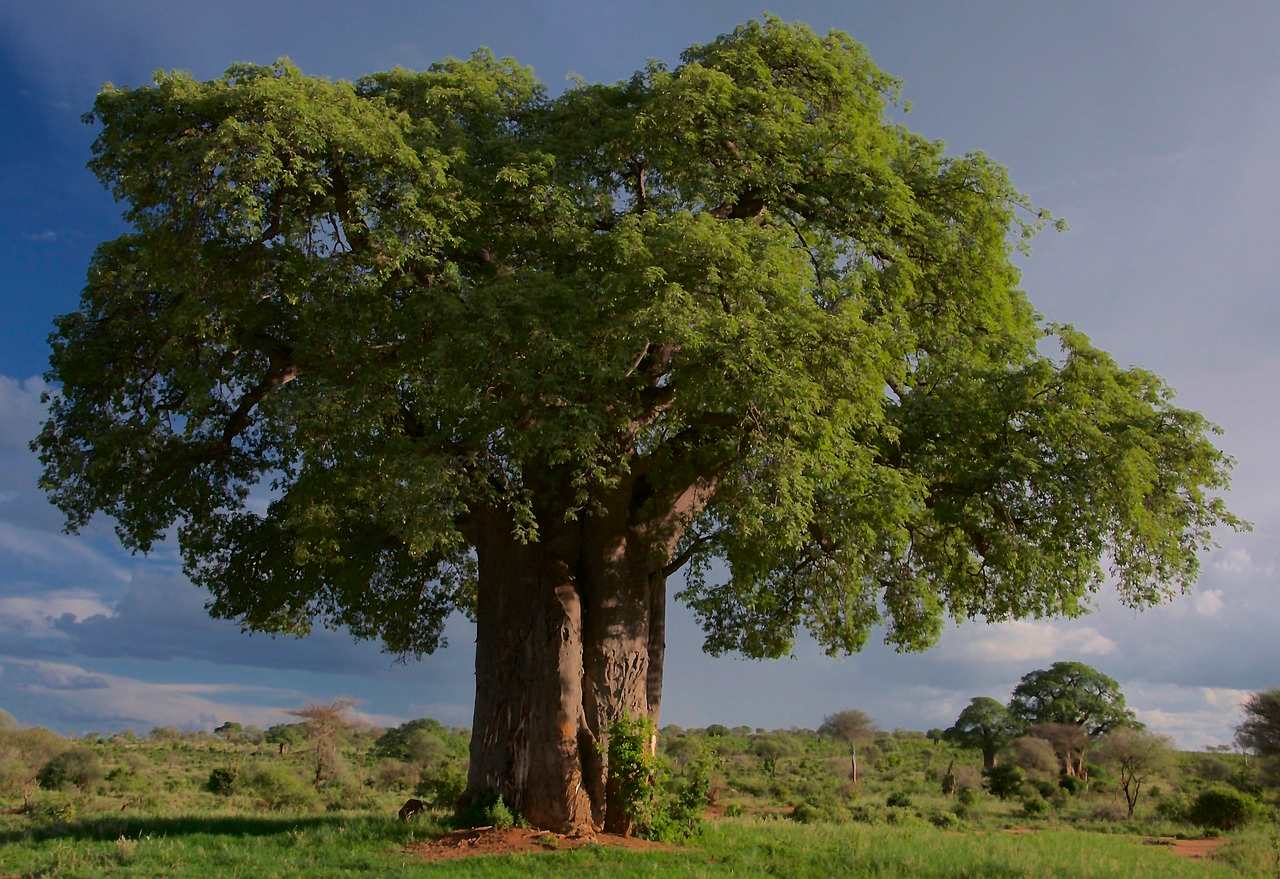 An image in a quiz