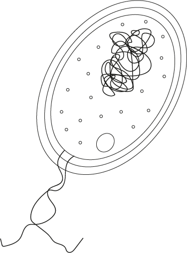 An image in a quiz