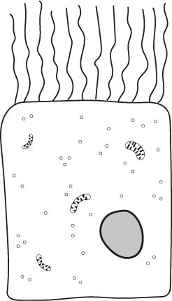 An image in a quiz