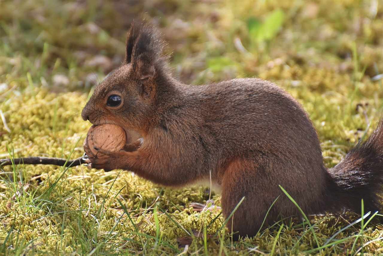 An image in a quiz
