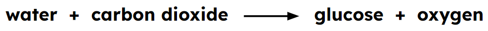 An image in a quiz