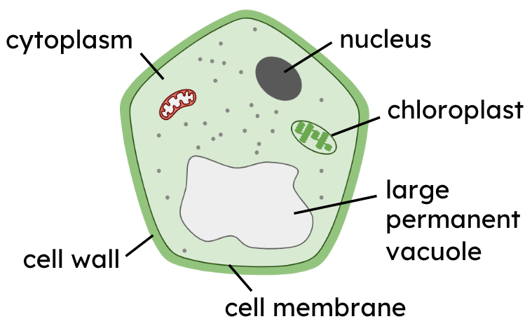 An image in a quiz