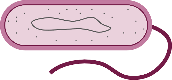 An image in a quiz