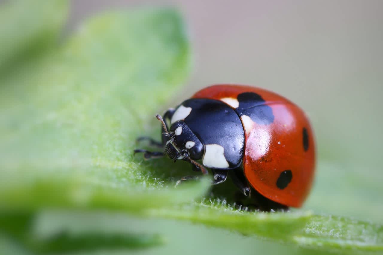 An image in a quiz