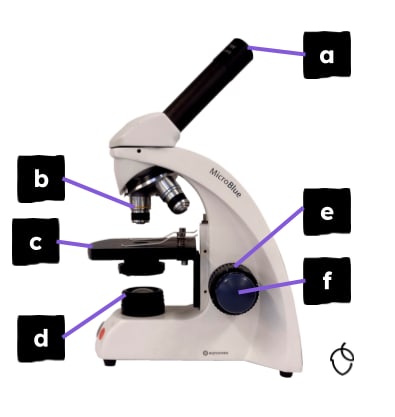 An image in a quiz