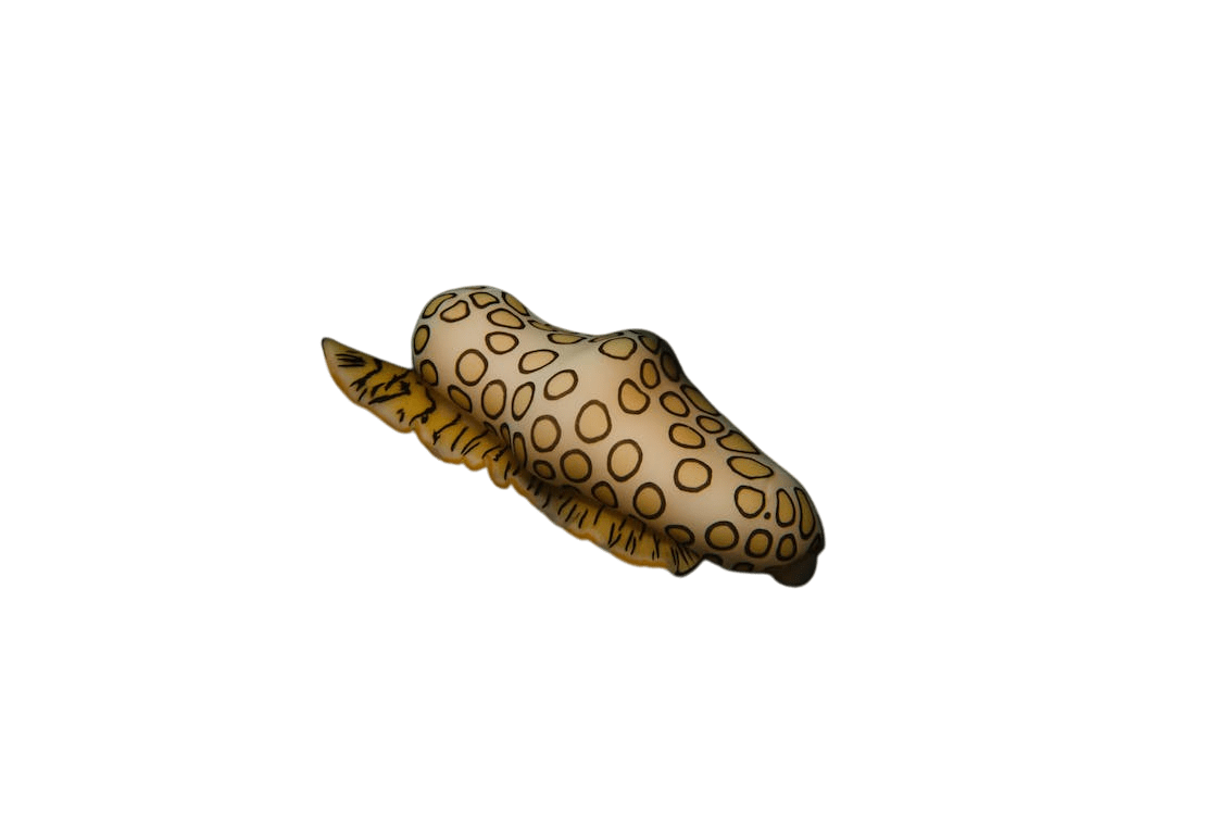 An image in a quiz