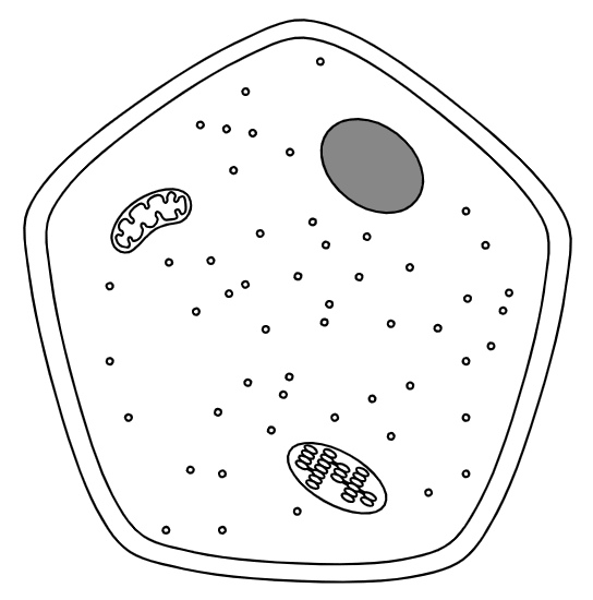 An image in a quiz