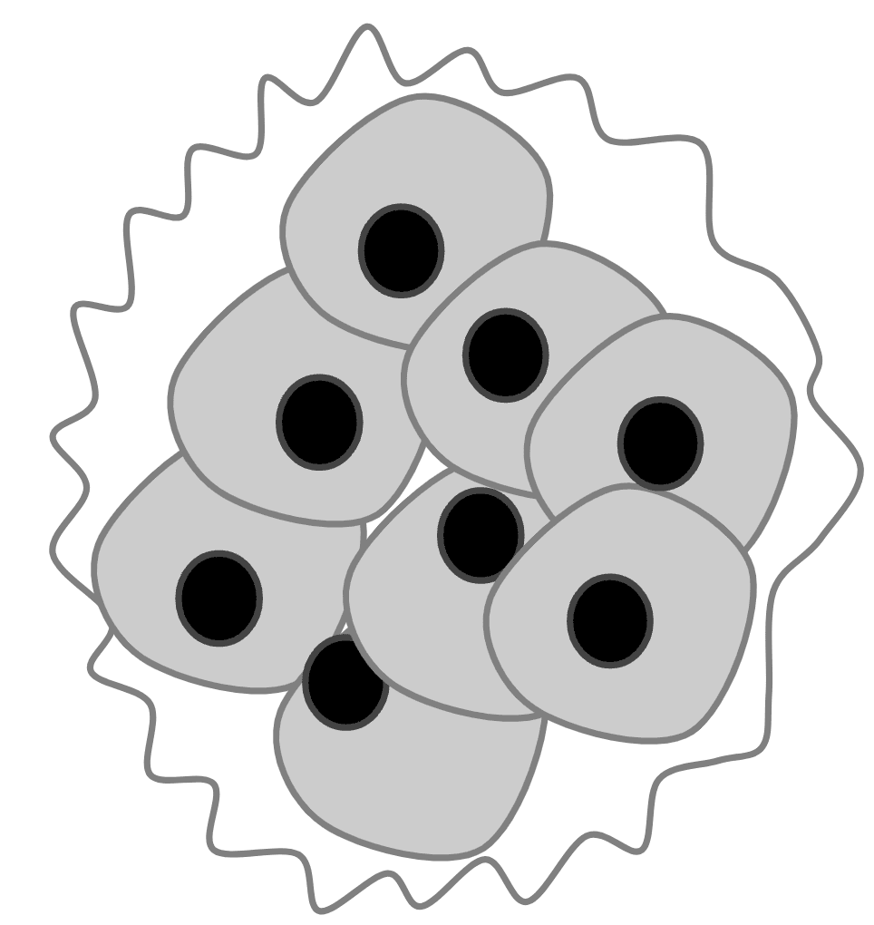 An image in a quiz