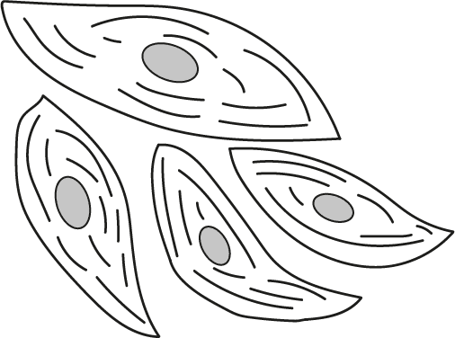 An image in a quiz