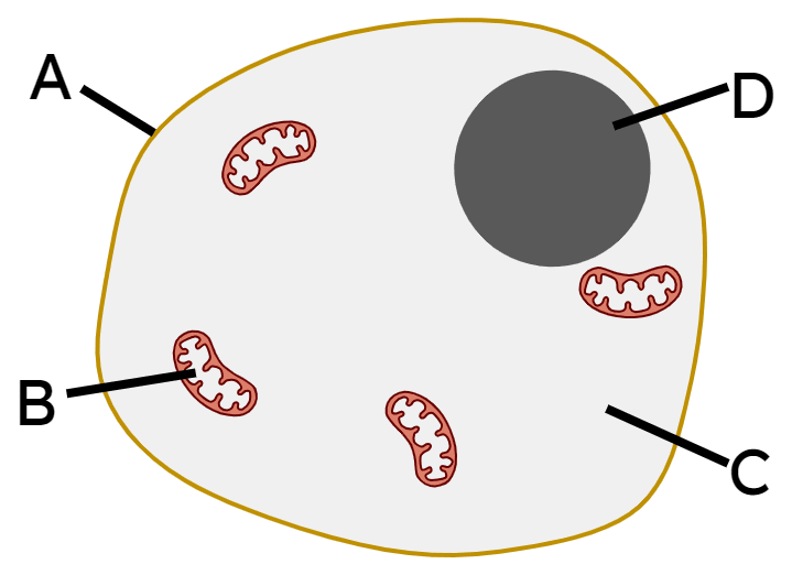 An image in a quiz