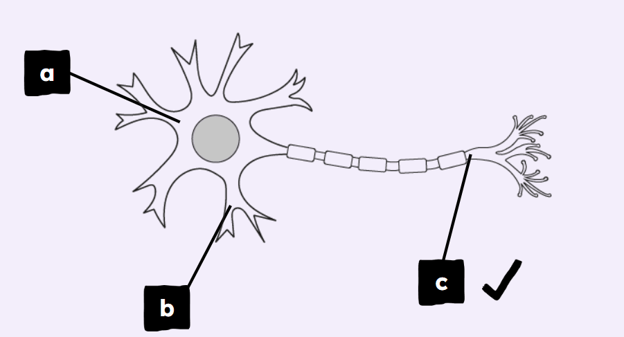 An image in a quiz