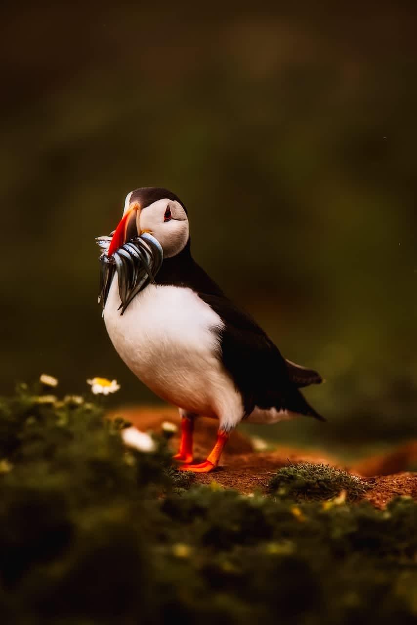 An image in a quiz