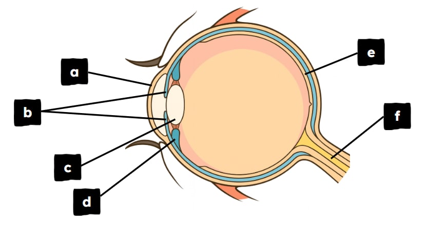 An image in a quiz