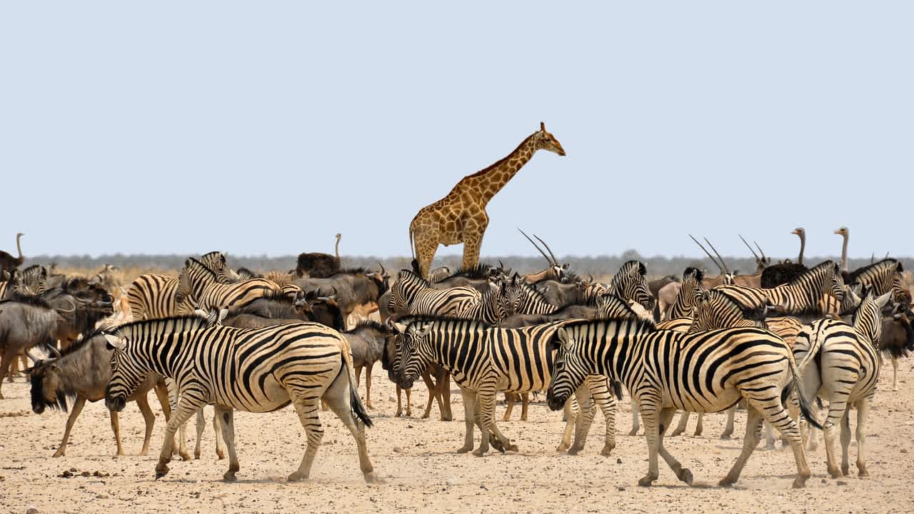An image in a quiz