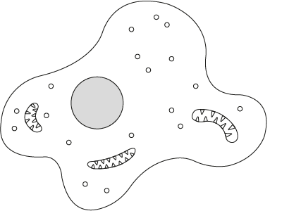 An image in a quiz