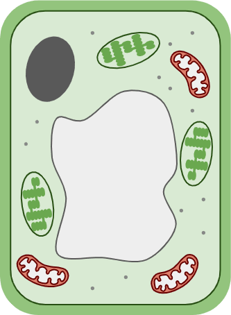 An image in a quiz