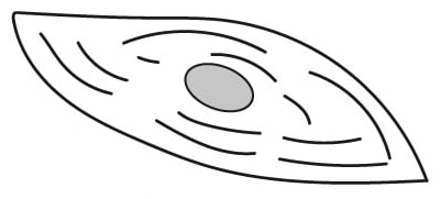 An image in a quiz