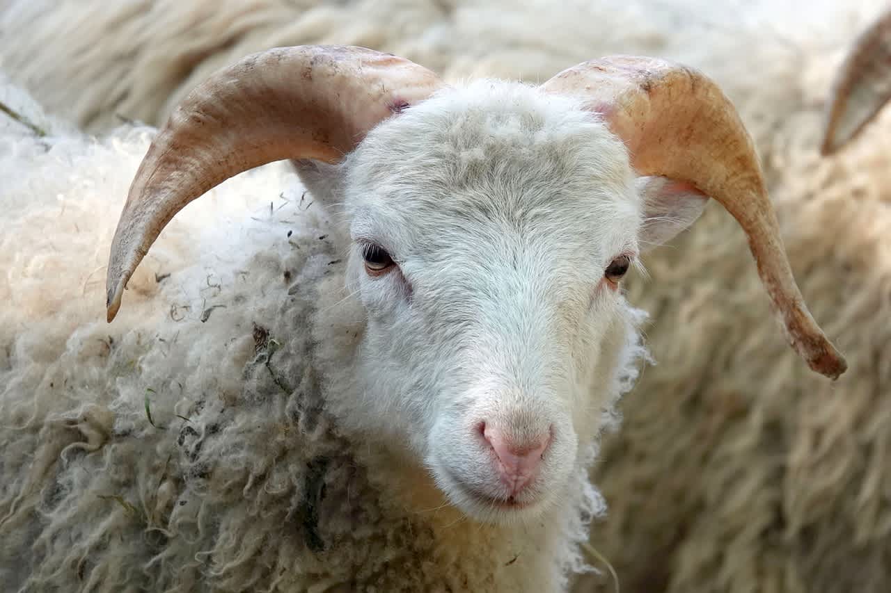 An image in a quiz