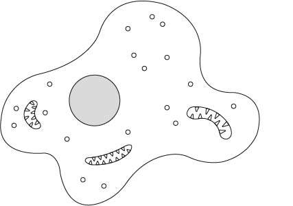 An image in a quiz