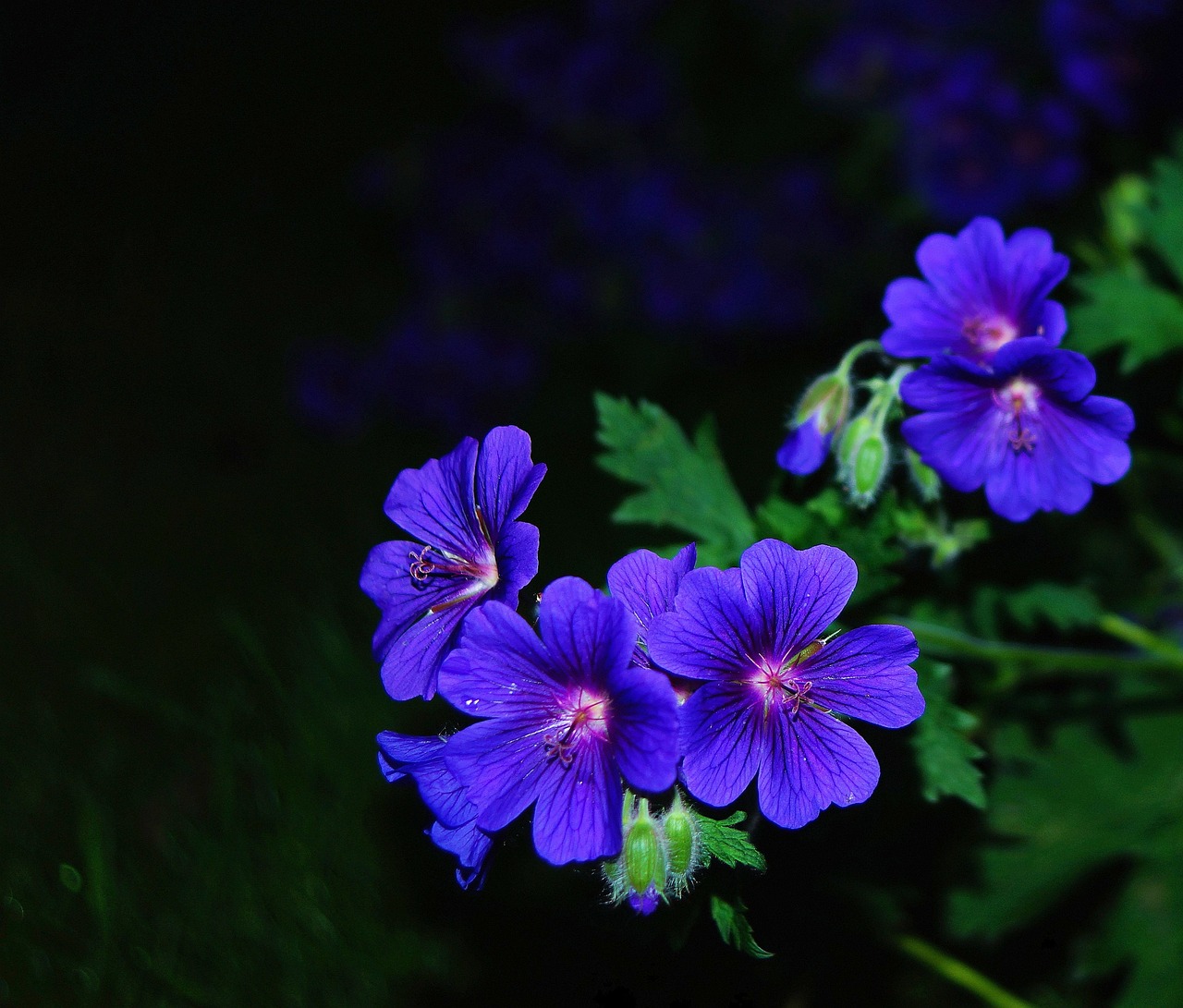 a group of purple flowers sitting on top of a green leafy plant in a dark room with a black background