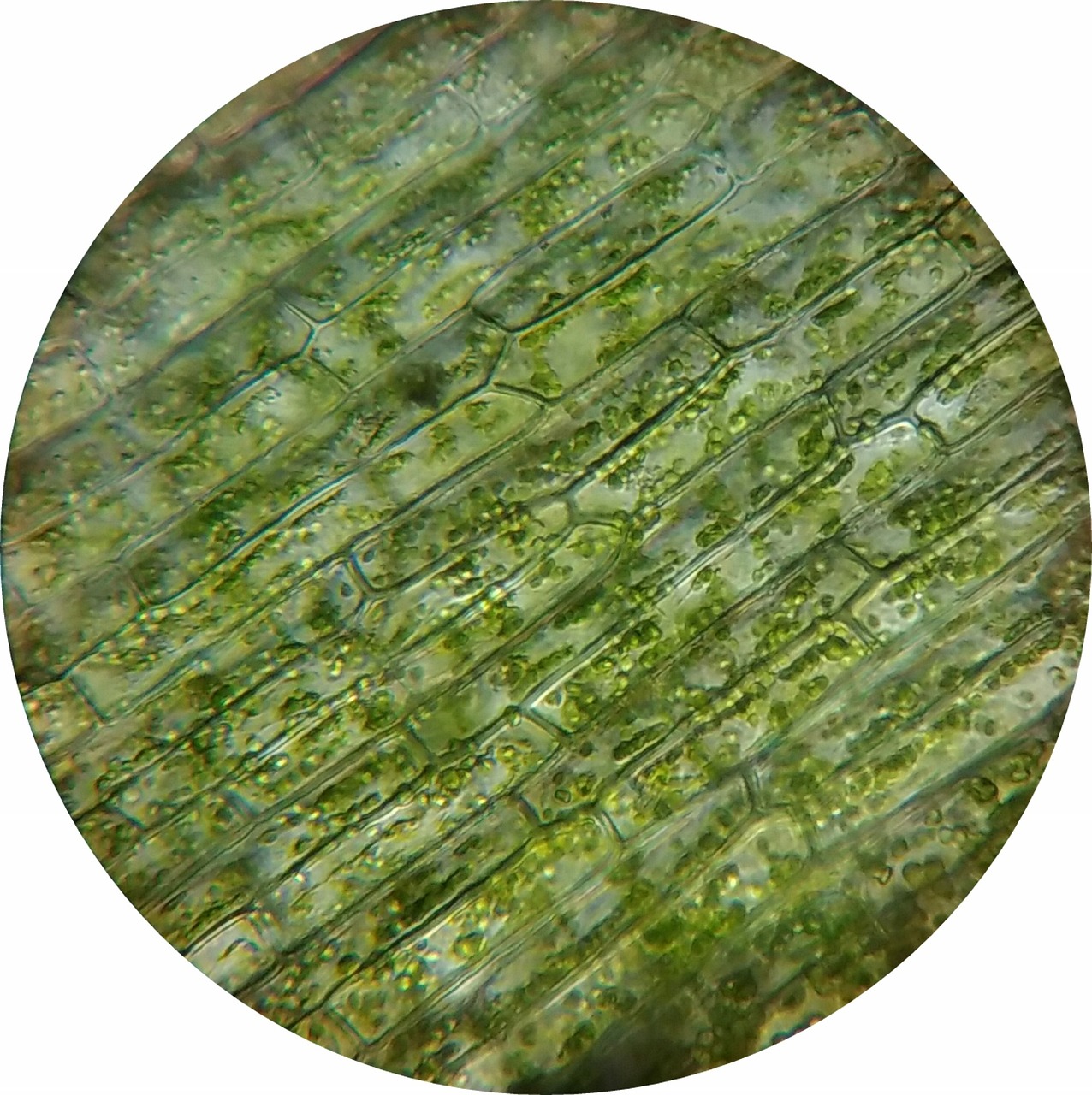 a close up of a green substance in a circular picture with a white background and a circular picture with a green substance in the middle of the image