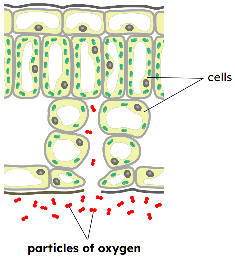 a diagram of a cell with the cell labeled in red and the cell labeled in green and the cell labeled in red