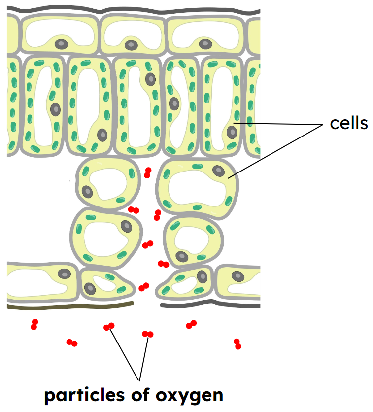 a diagram of the structure of a cell and the cell structure labeled in the text below the cell structure labeled in the text below the cell structure
