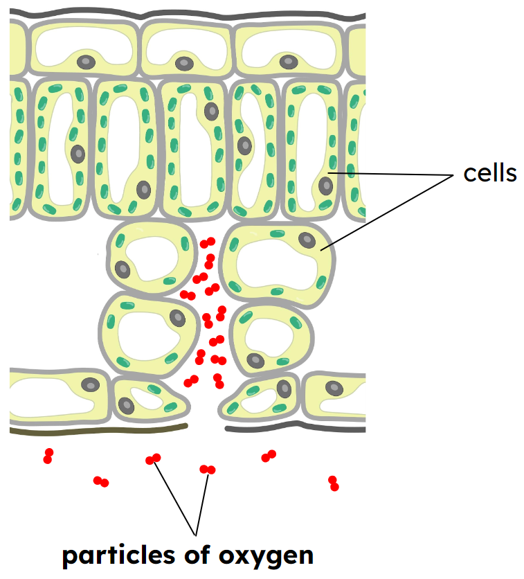 a diagram of the structure of the cell and its structures, including the cell wall and the cell wall, and the cell wall and the cell wall and the cell wall