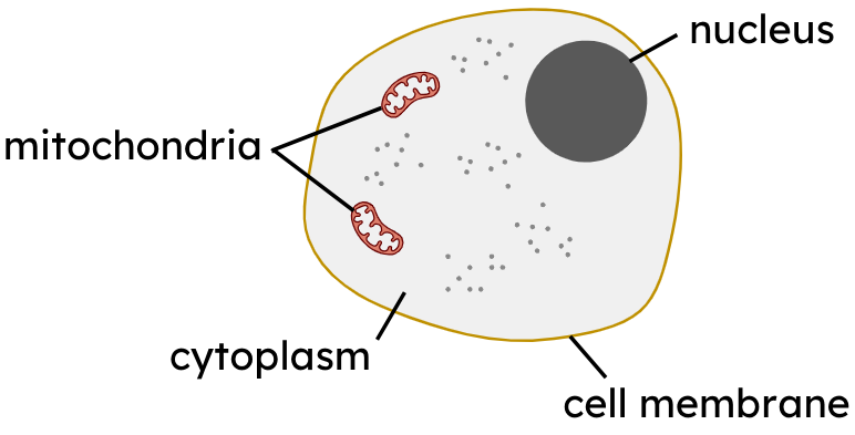 a diagram of a cell membrane with the names of the cell membranes and the names of the cell membranes