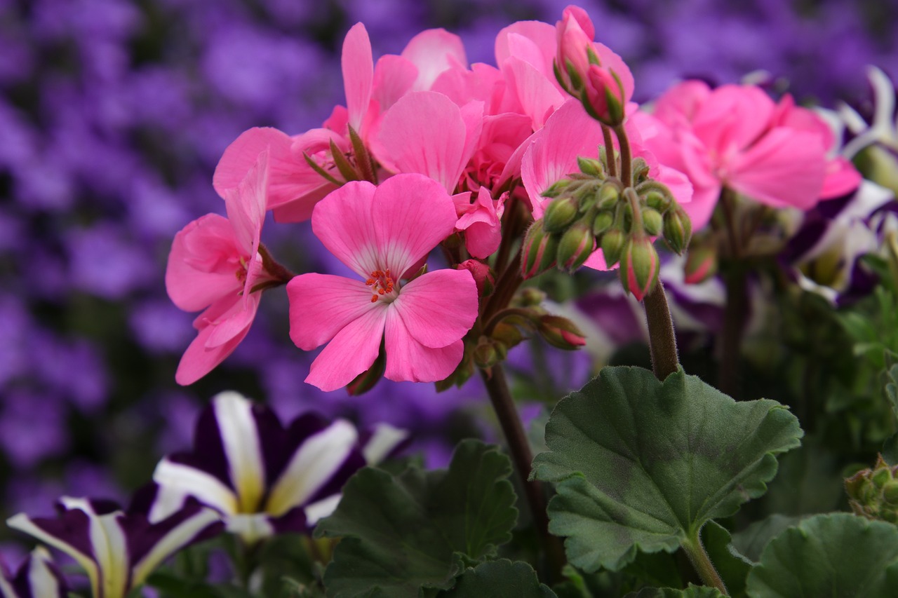 pink and white flowers in a field of purple and white flowers in a field of purple and white flowers