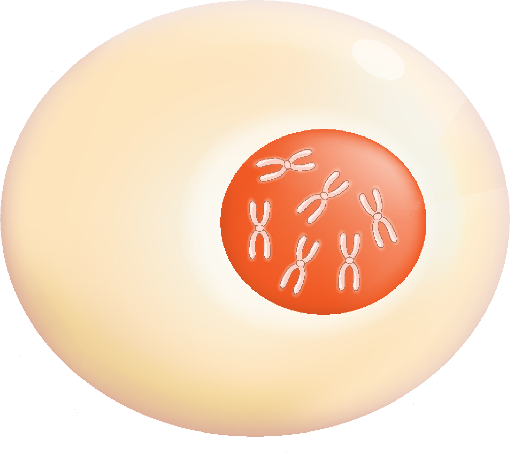 a white and orange ball with a picture of a cross on it's side and a red ball with a cross on it's side